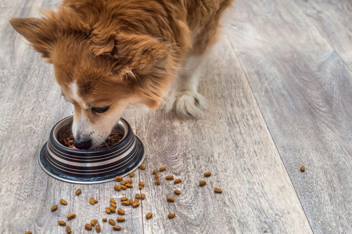 Hundefutter