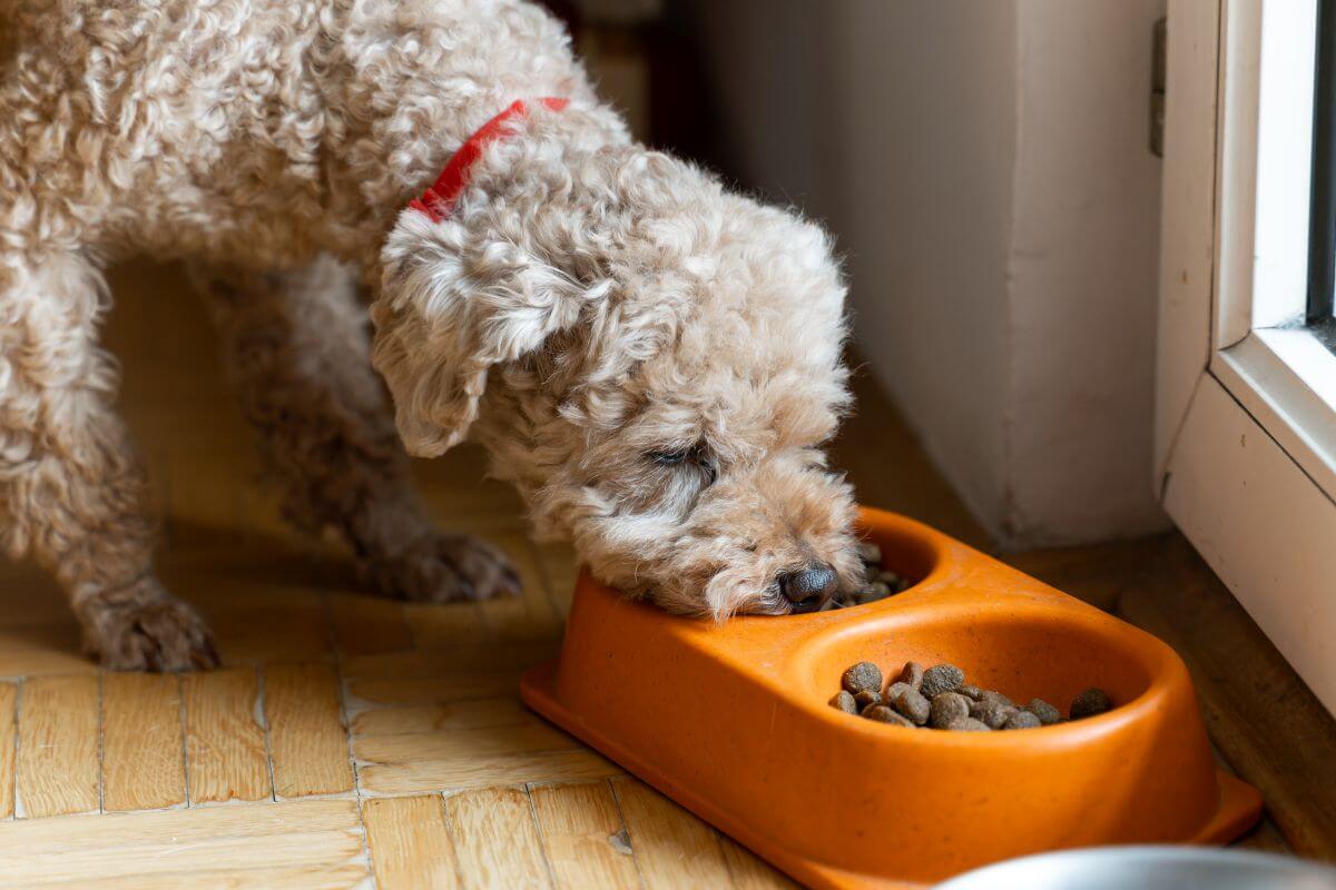 Hundefutter