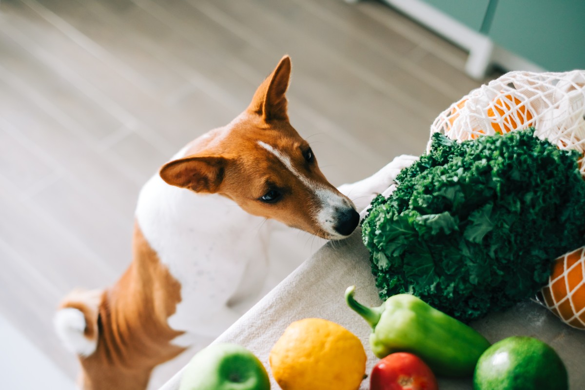hundefutter selber machen 6