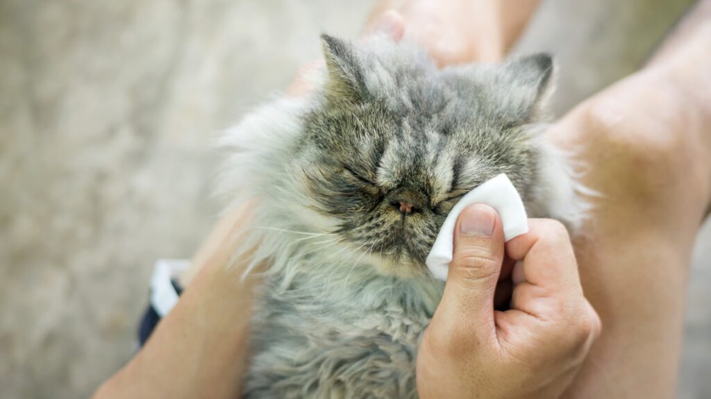 katze auge tränt