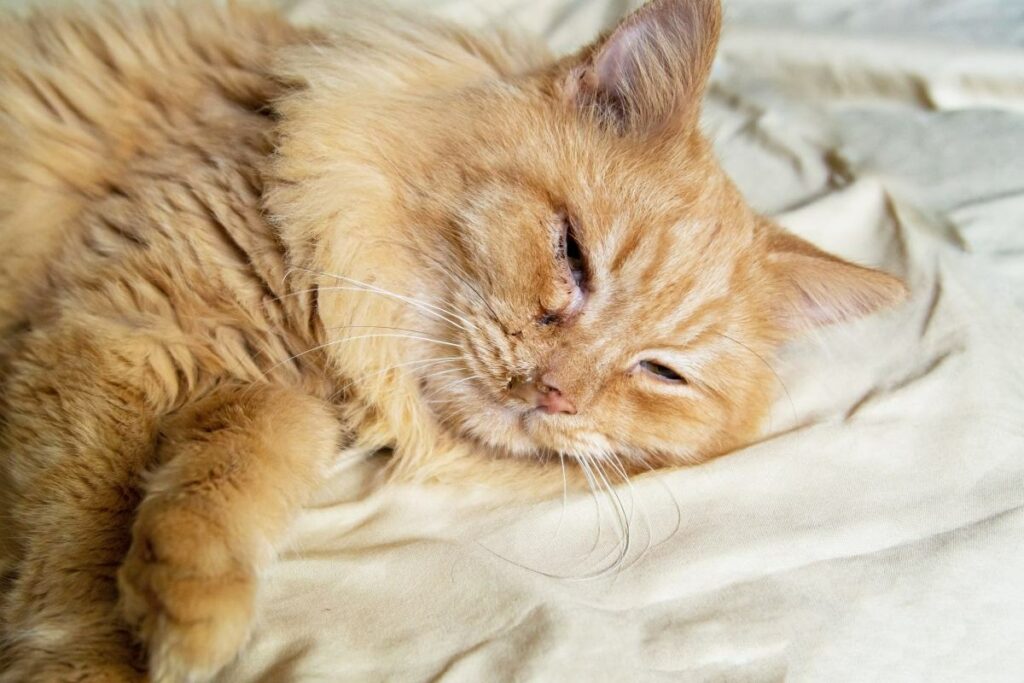 katze auge tränt