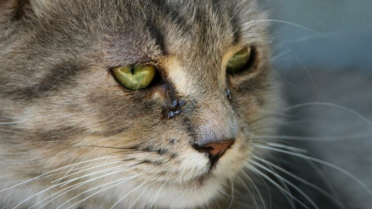 Wenn der Katze das Auge tränt - Ursachen und Behandlung