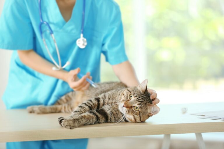 Wenn der Katze das Auge tränt - Ursachen und Behandlung