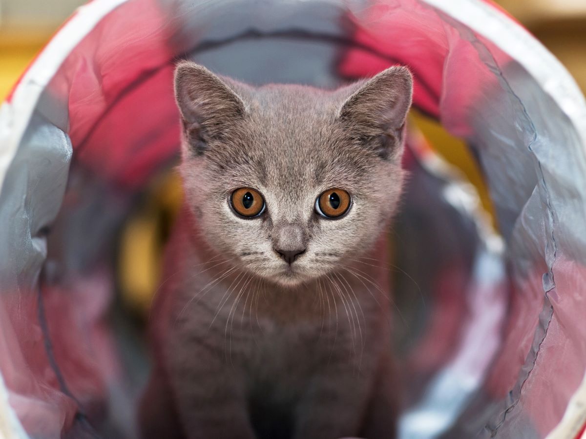 Große Pupillen bei Katzen Der Spiegel zur Seele