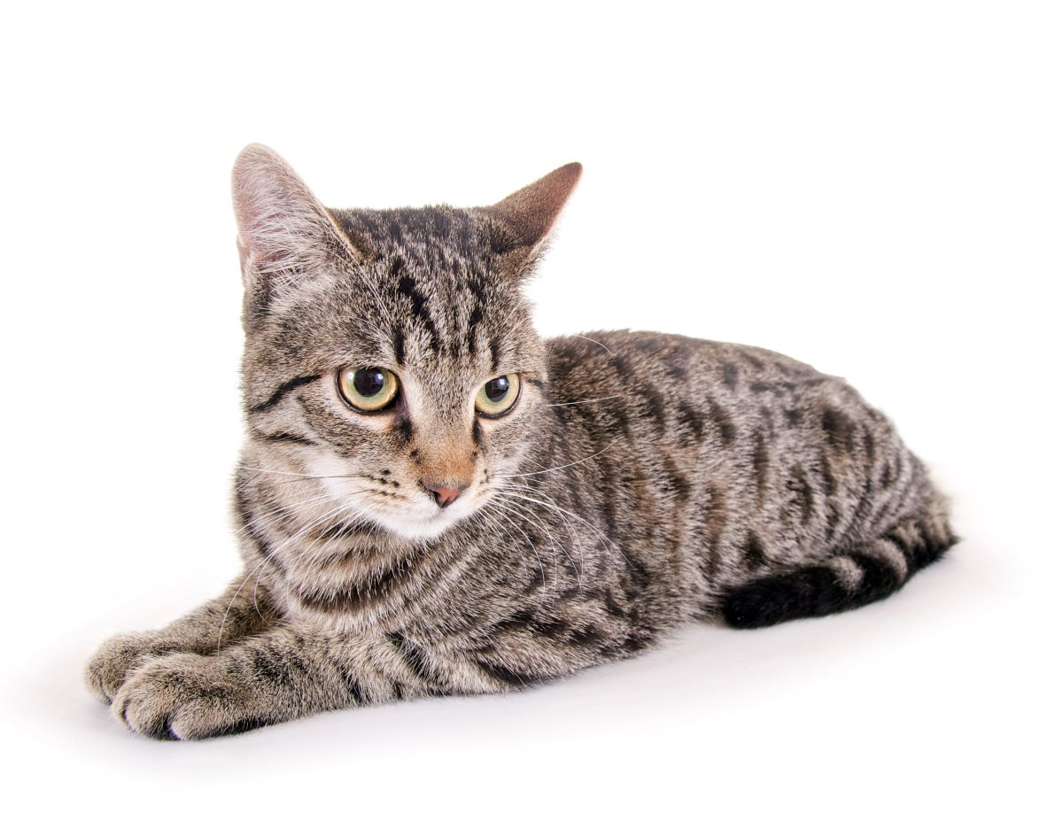 Große Pupillen bei Katzen Der Spiegel zur Seele