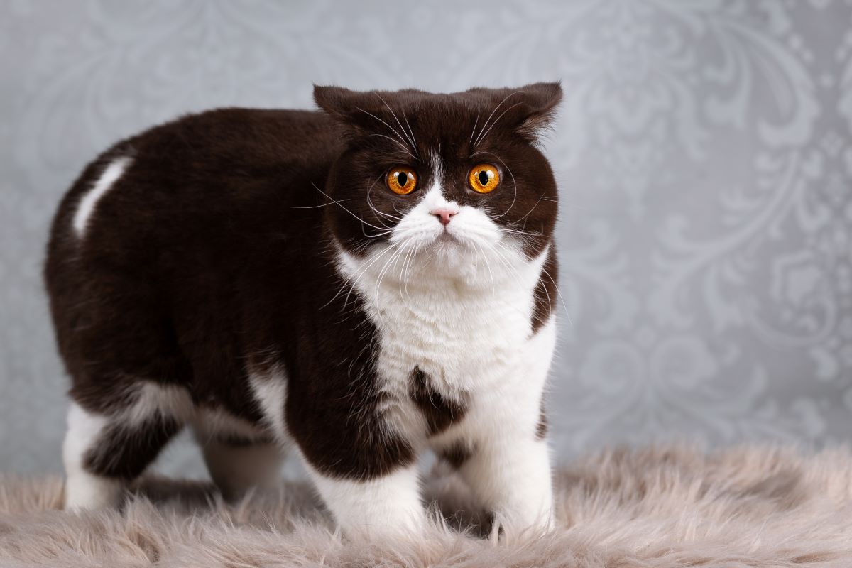 Große Pupillen bei Katzen Der Spiegel zur Seele