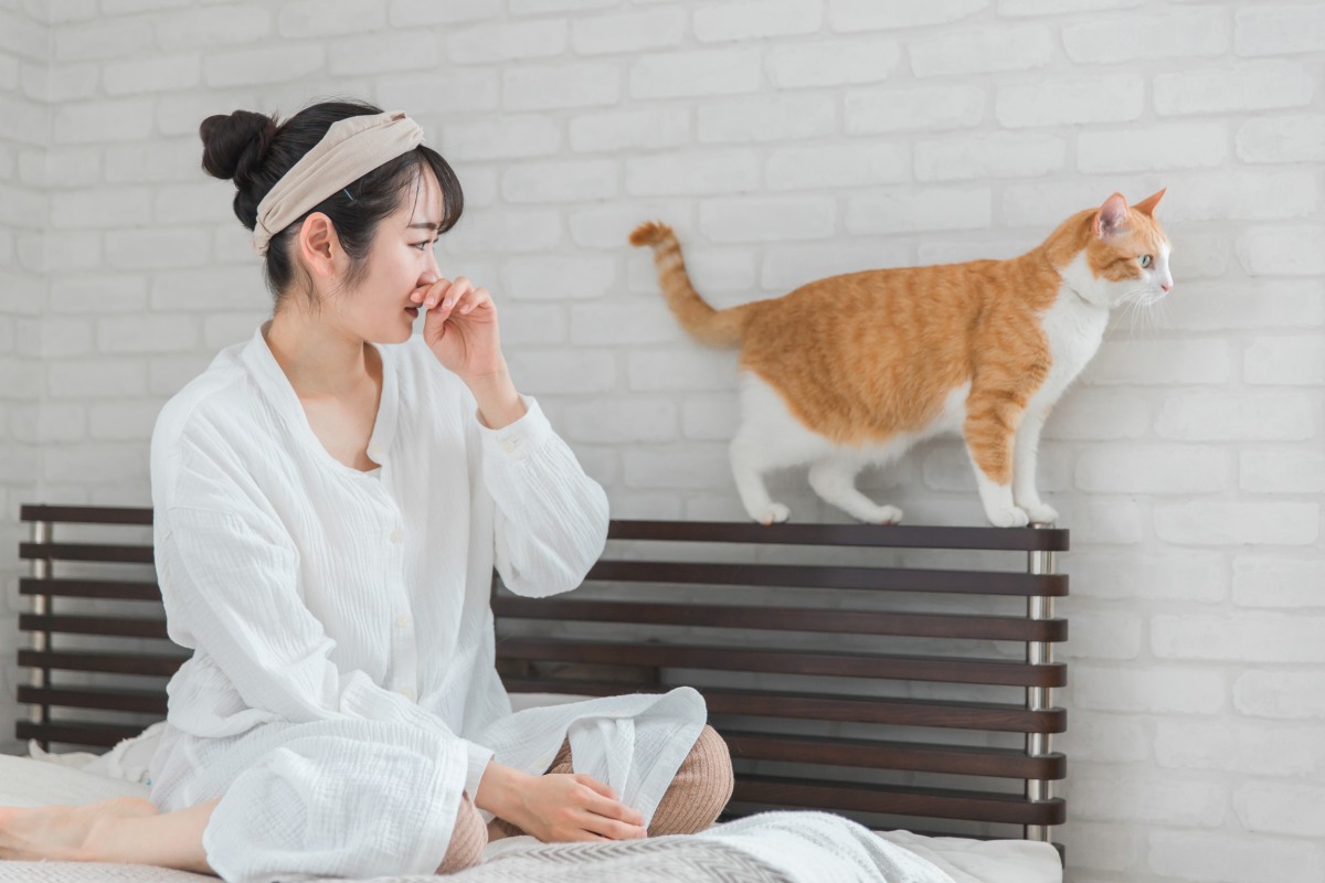 katze stinkt 1