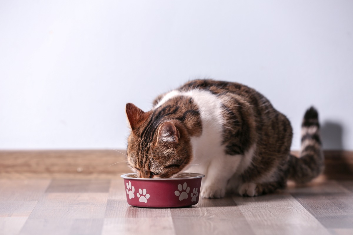 katze stinkt 3
