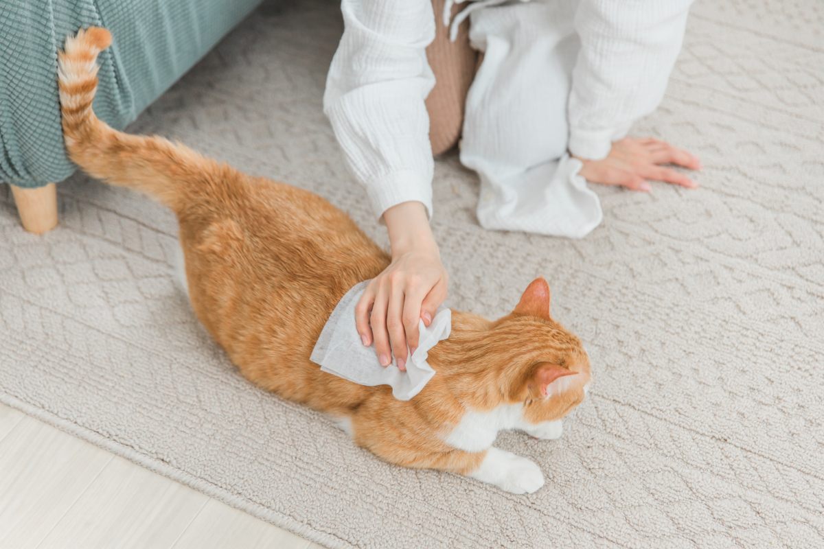 katze stinkt 4