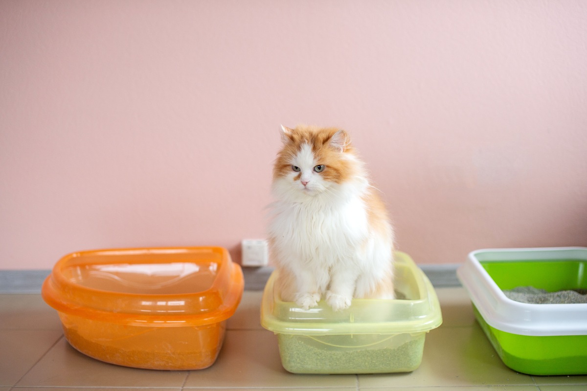 katze stinkt 6