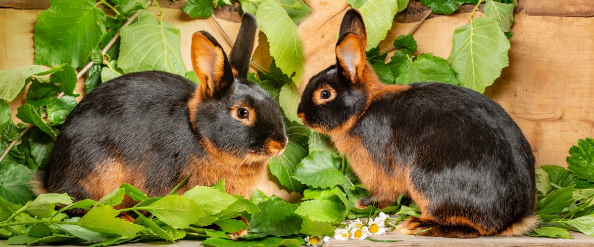 lohkaninchen-4.jpg (1200×500)