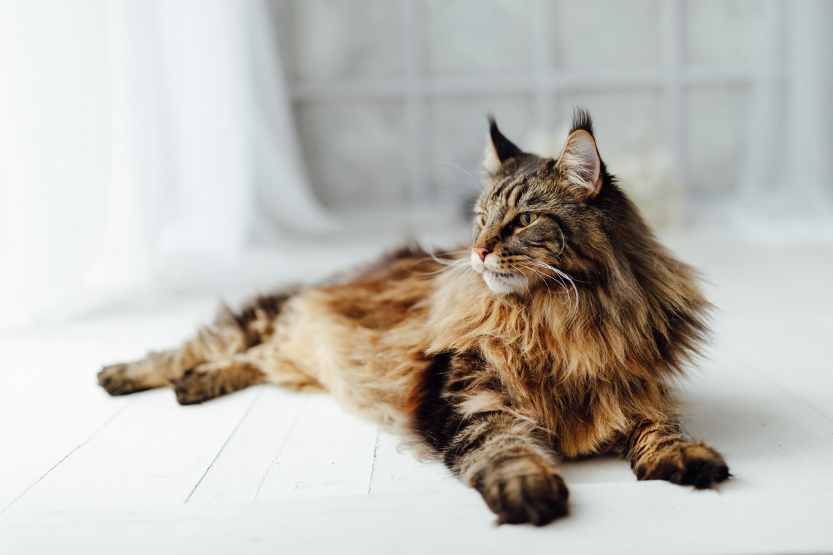 maine-coon-1.jpg (1200×800)