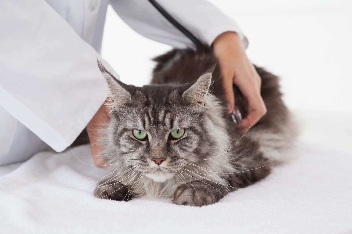 maine-coon-2.jpg (1200×800)