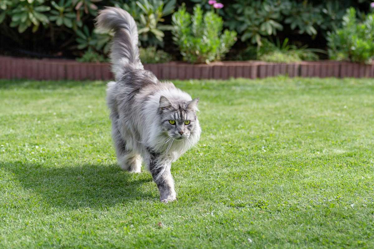 maine-coon-3.jpg (1200×800)