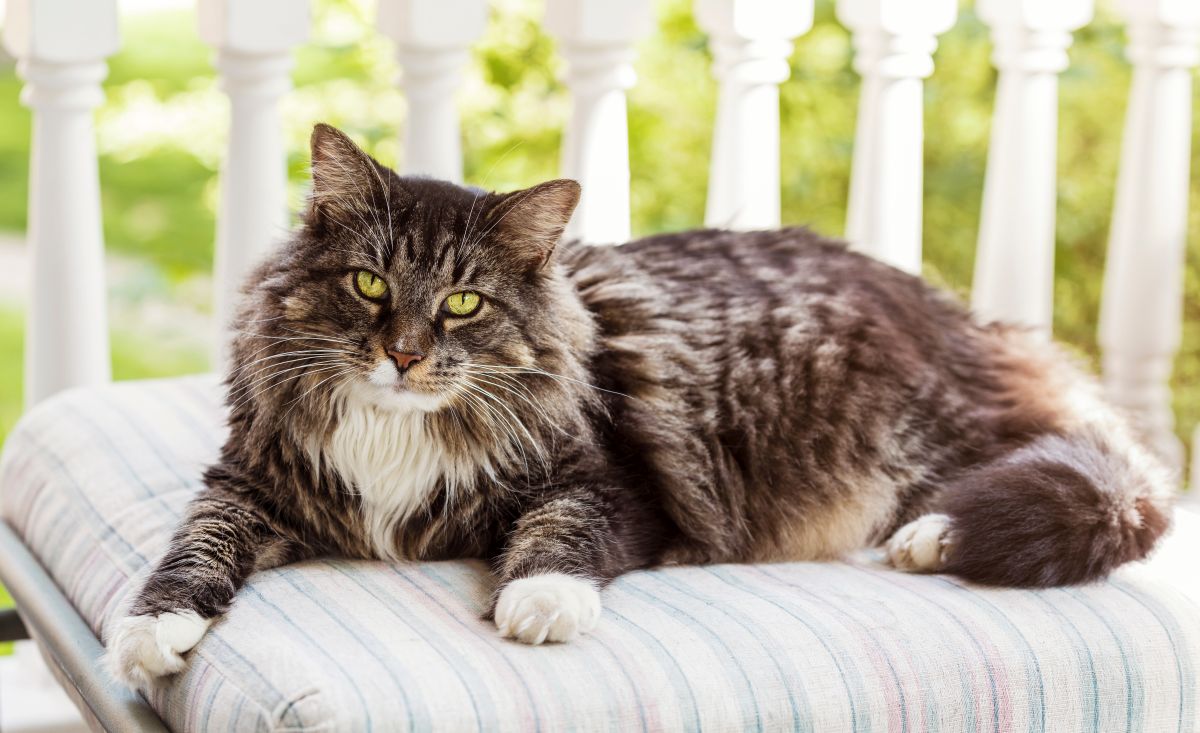 maine-coon-4.jpg (1200×733)
