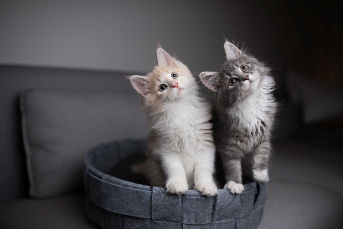 maine-coon-5.jpg (1200×801)