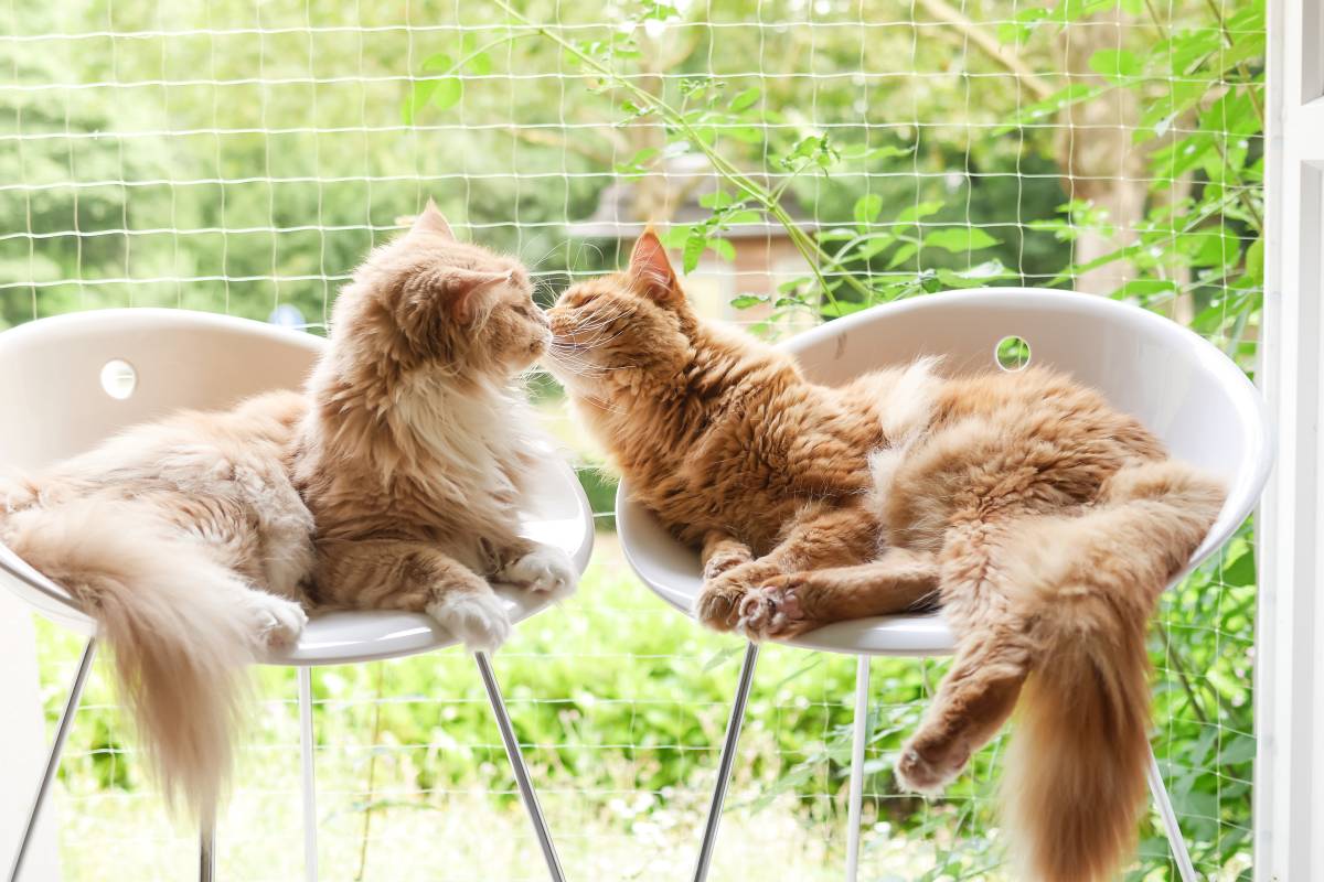 maine-coon-6.jpg (1200×800)