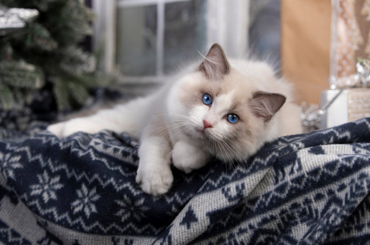 ragdoll 1