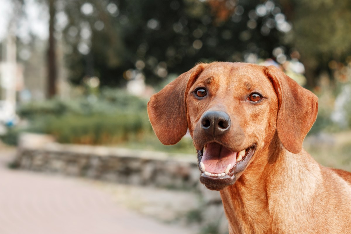 rhodesian ridgeback 1