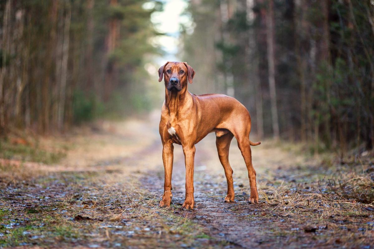rhodesian ridgeback 2