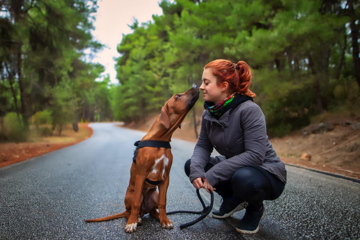 rhodesian ridgeback 4