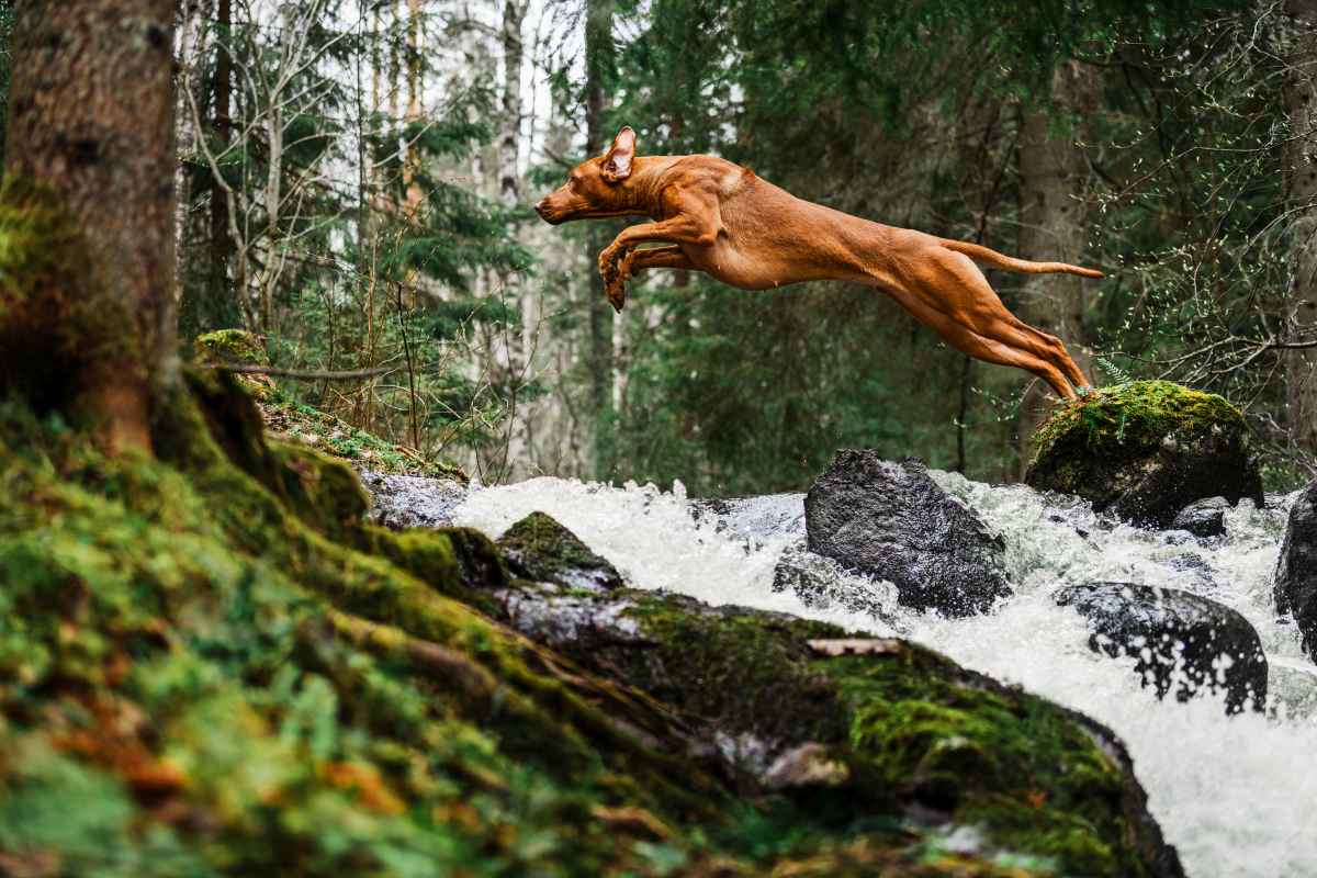 rhodesian ridgeback 5