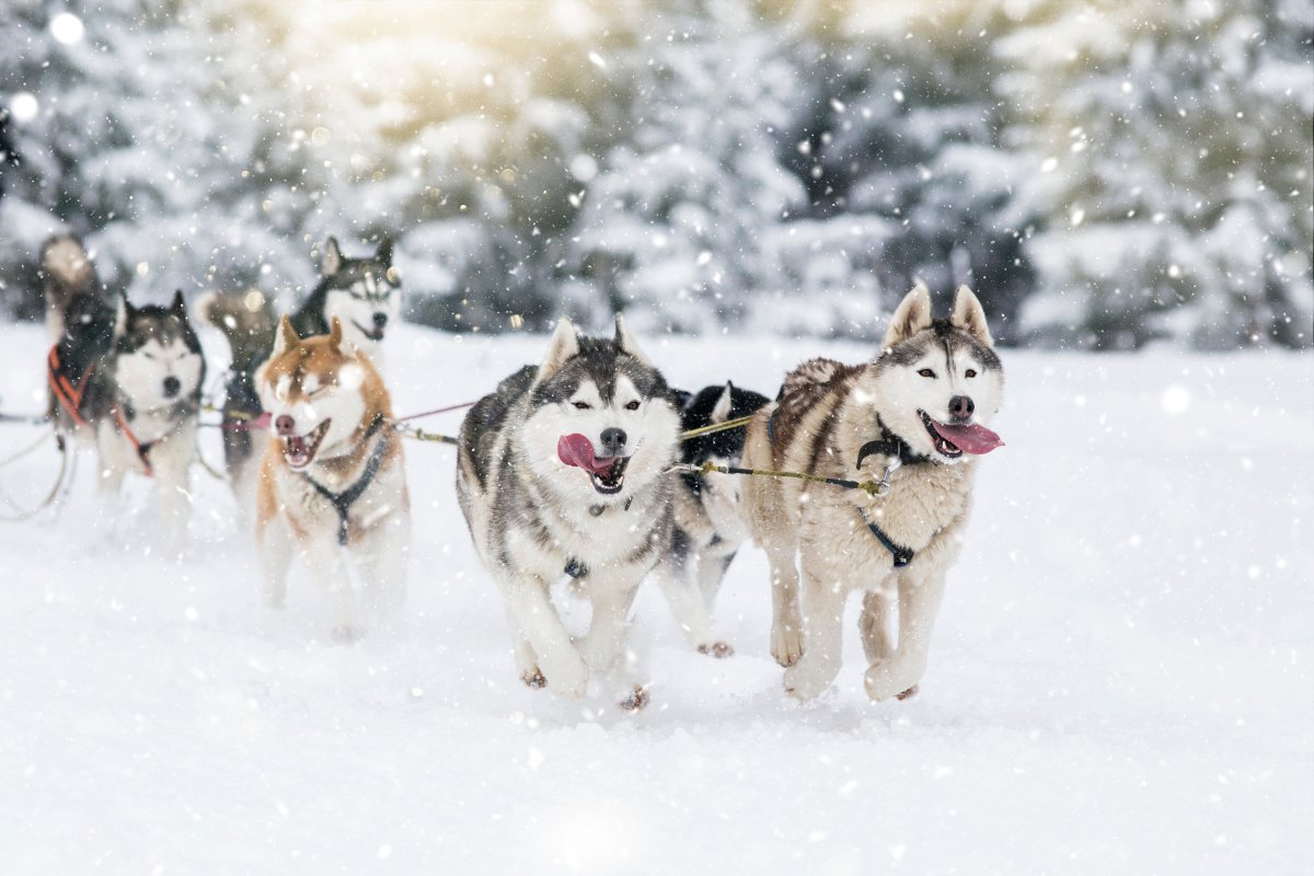 siberian husky 1