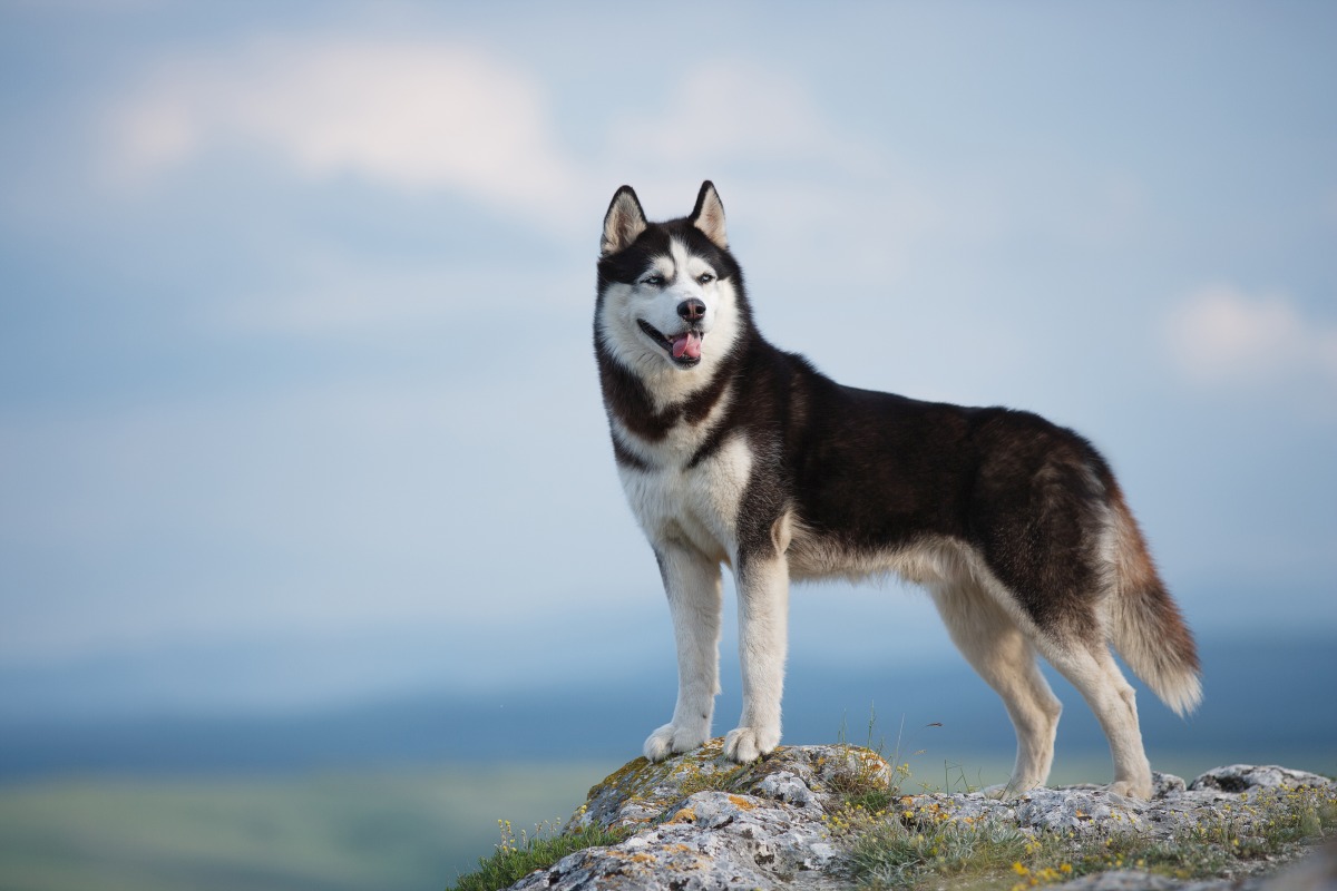 siberian husky 2