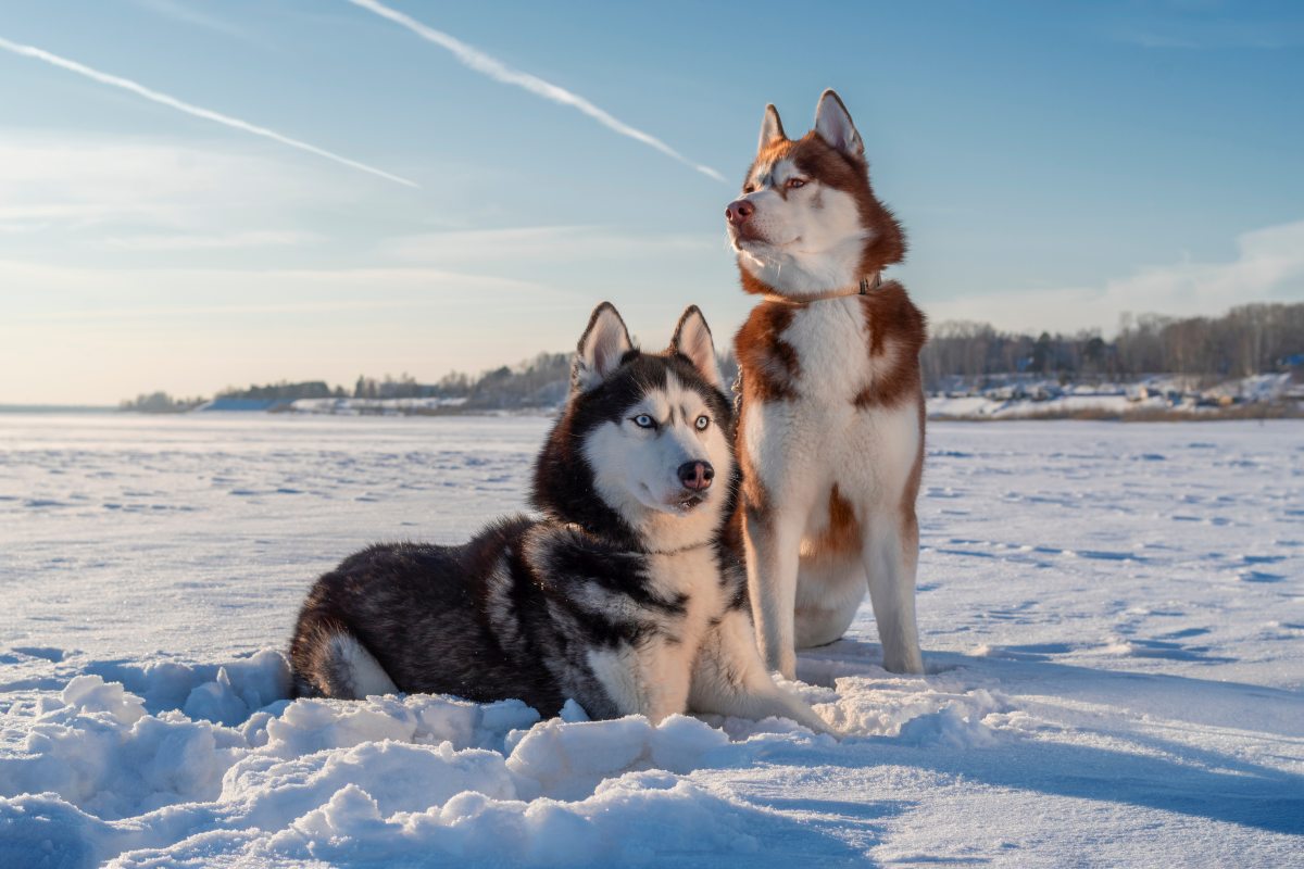 siberian husky 3
