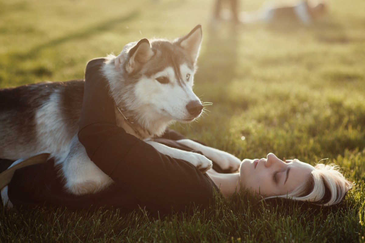 siberian husky 4
