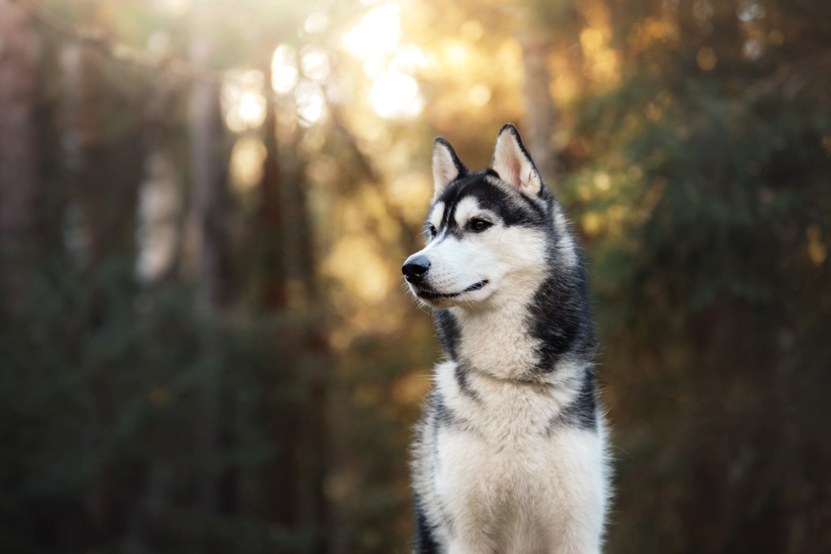 siberian husky 5