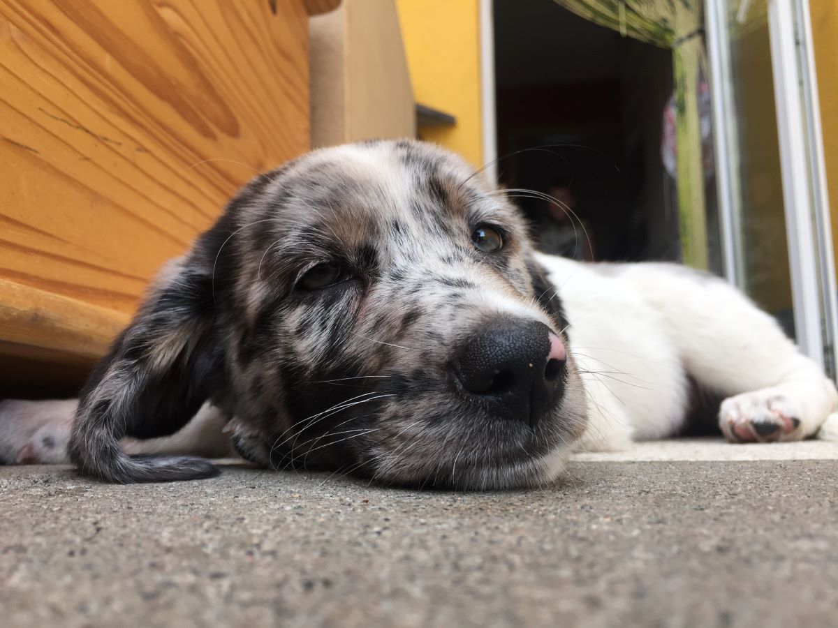 verhalten nach kastration ruede