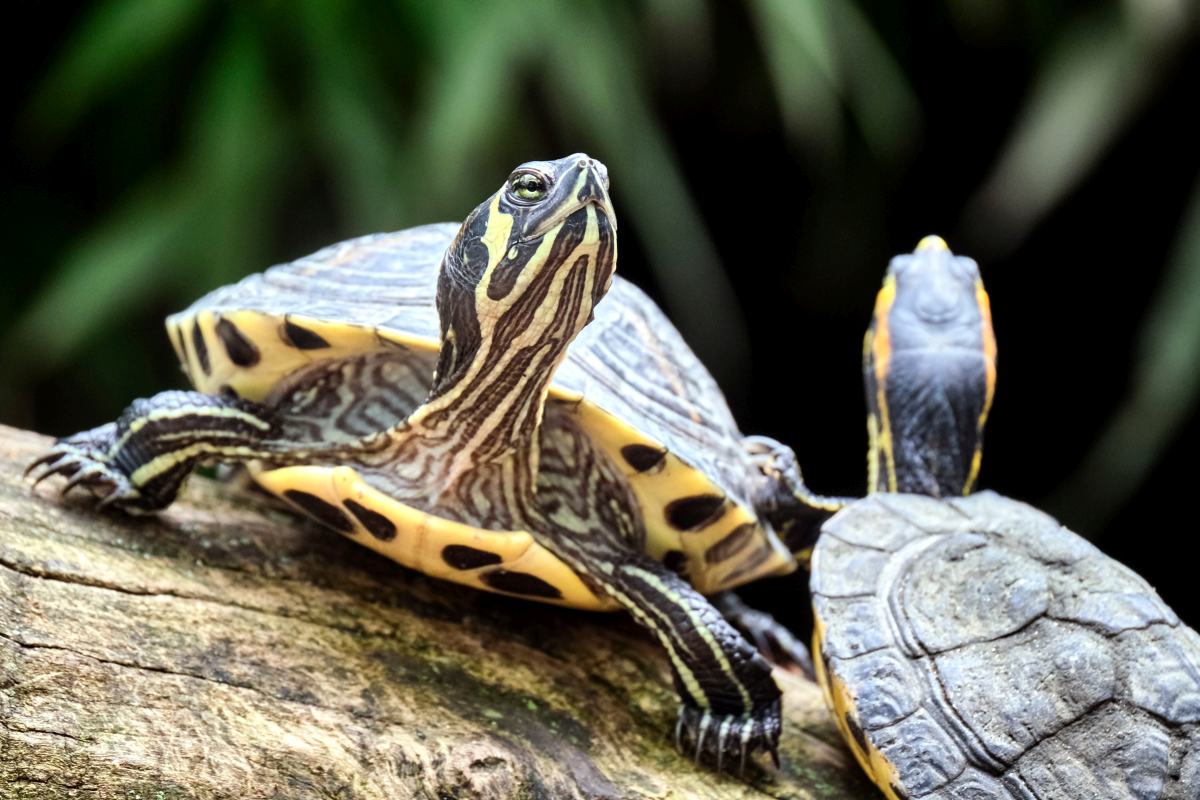 wasserschildkroete haltung 4