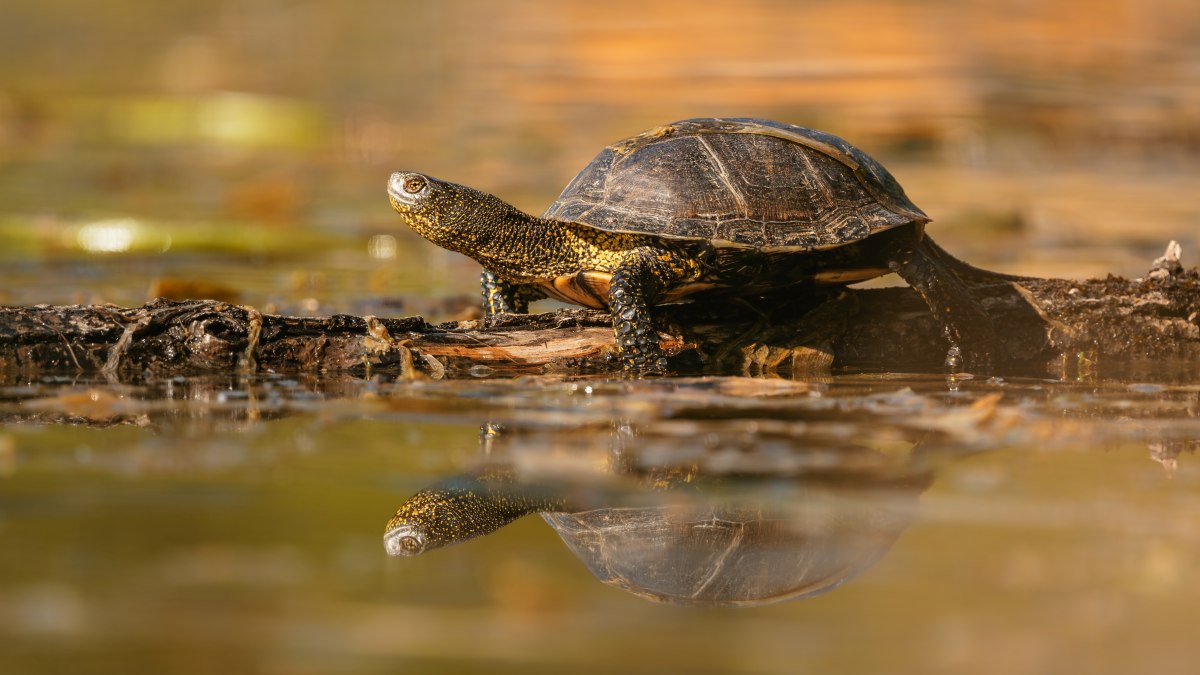 wasserschildkroete haltung 5