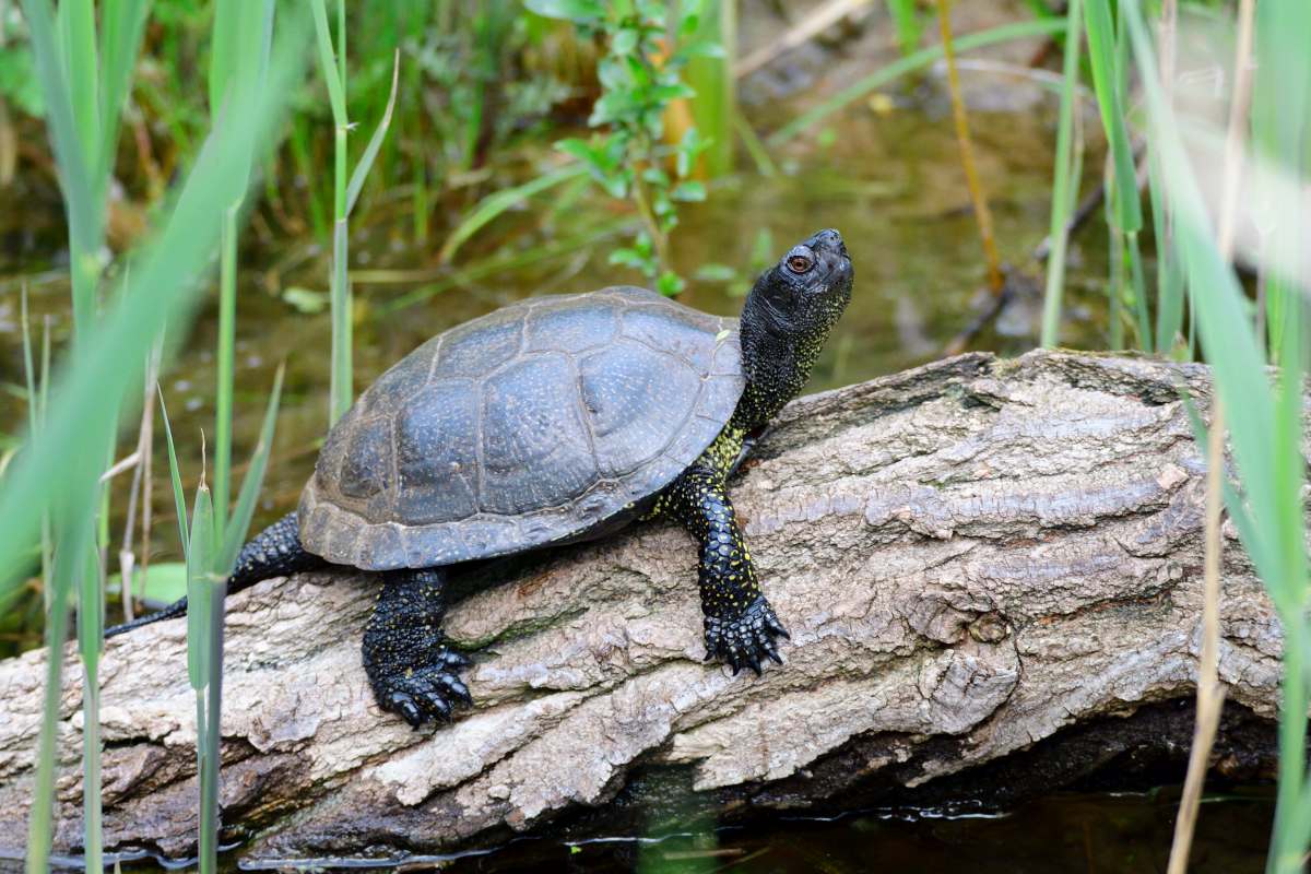 wasserschildkroete haltung 6