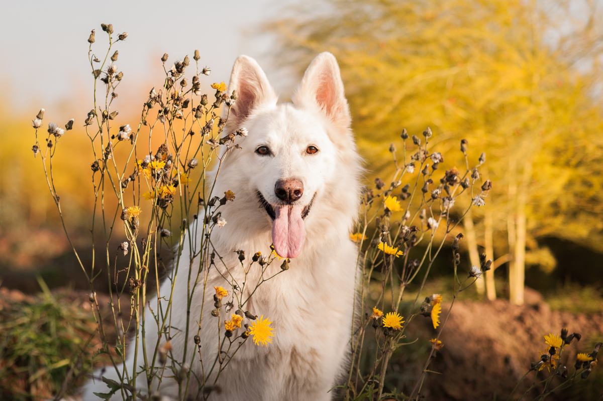 weisser schaeferhund 1