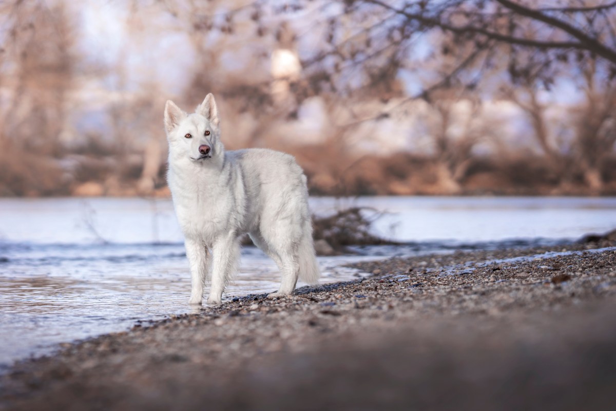 weisser schaeferhund 2