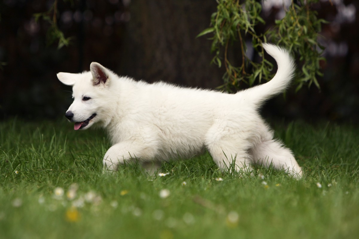 weisser schaeferhund 3