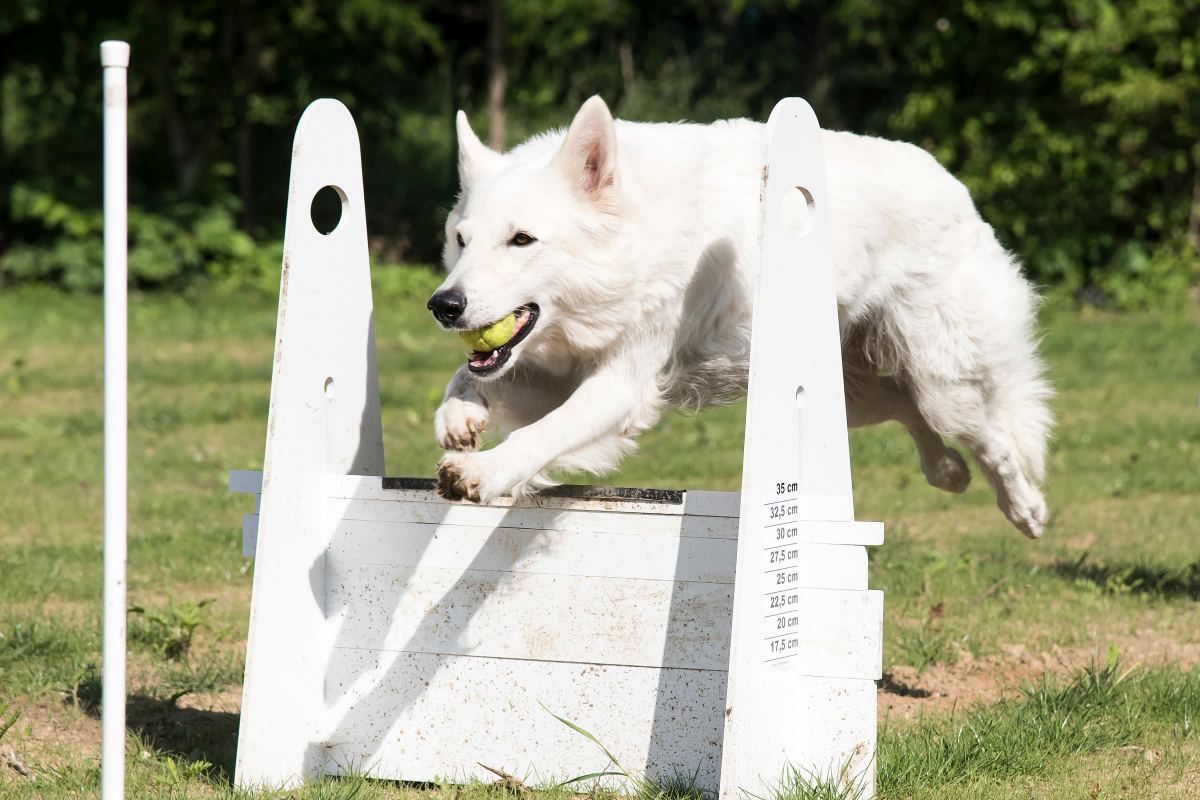 weisser schaeferhund 4