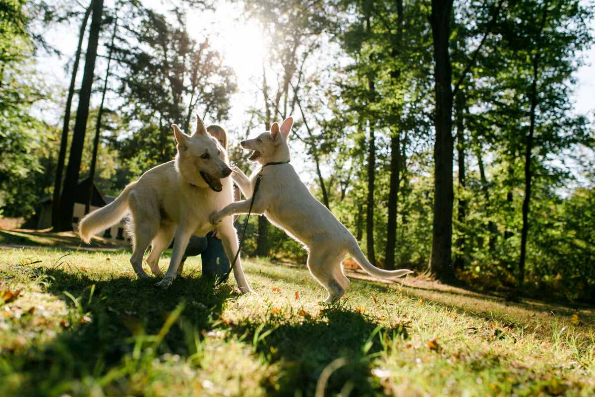 weisser schaeferhund 5