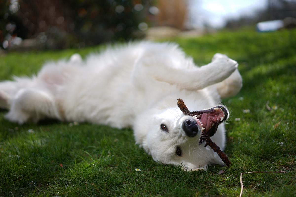 weisser schaeferhund 7