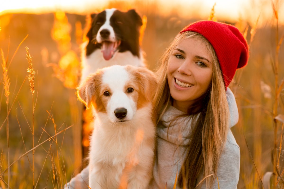 border collie erziehen