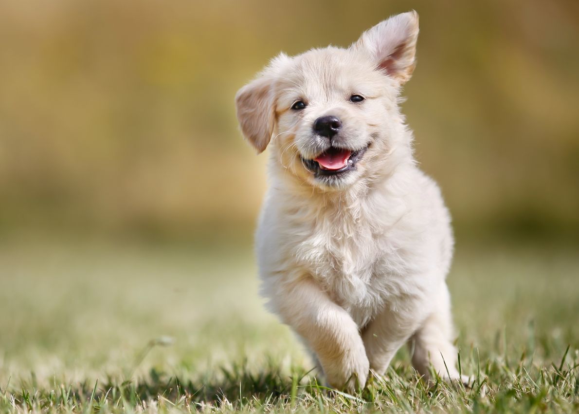 hundewelpen rassen 2