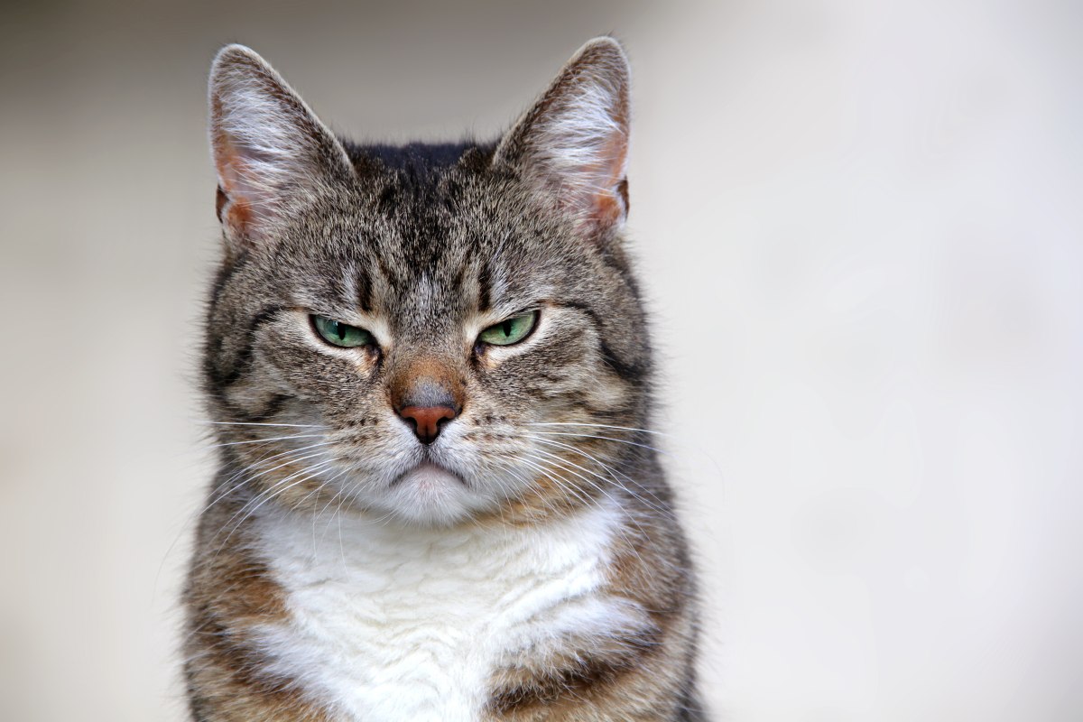 katze-brummt-2.jpg (1200×800)