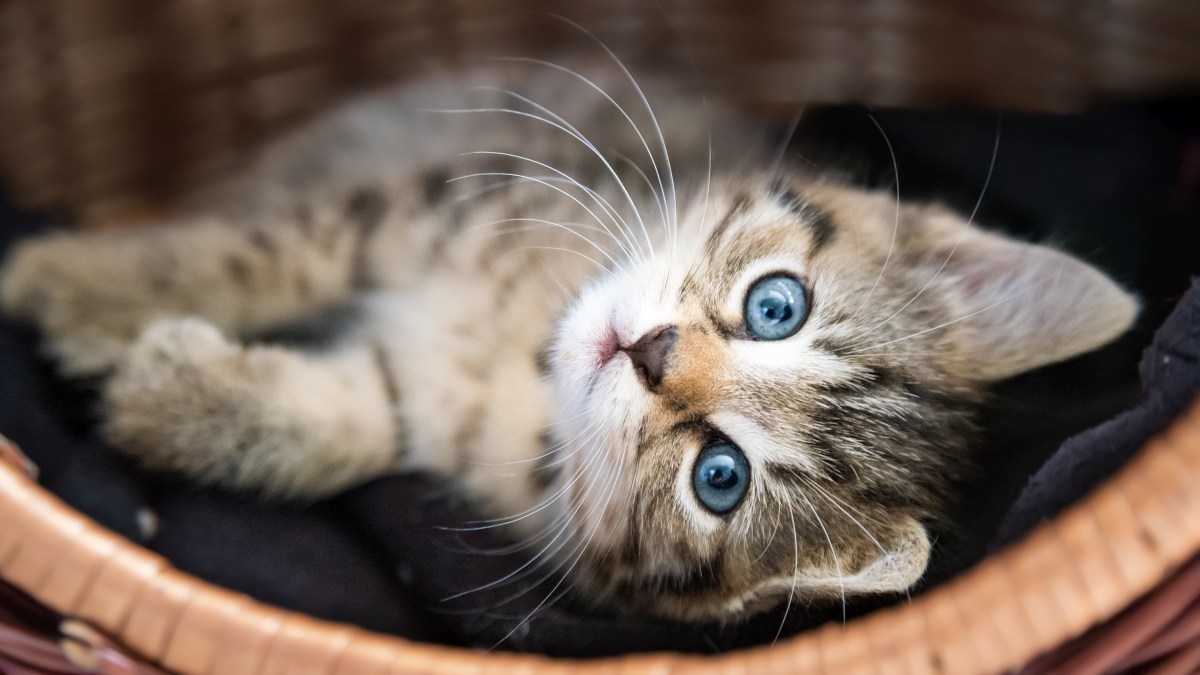 katze-brummt-5.jpg (1200×675)
