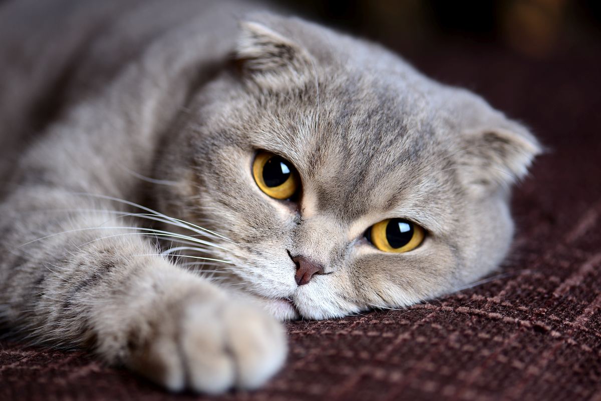katze-brummt-6.jpg (1200×801)