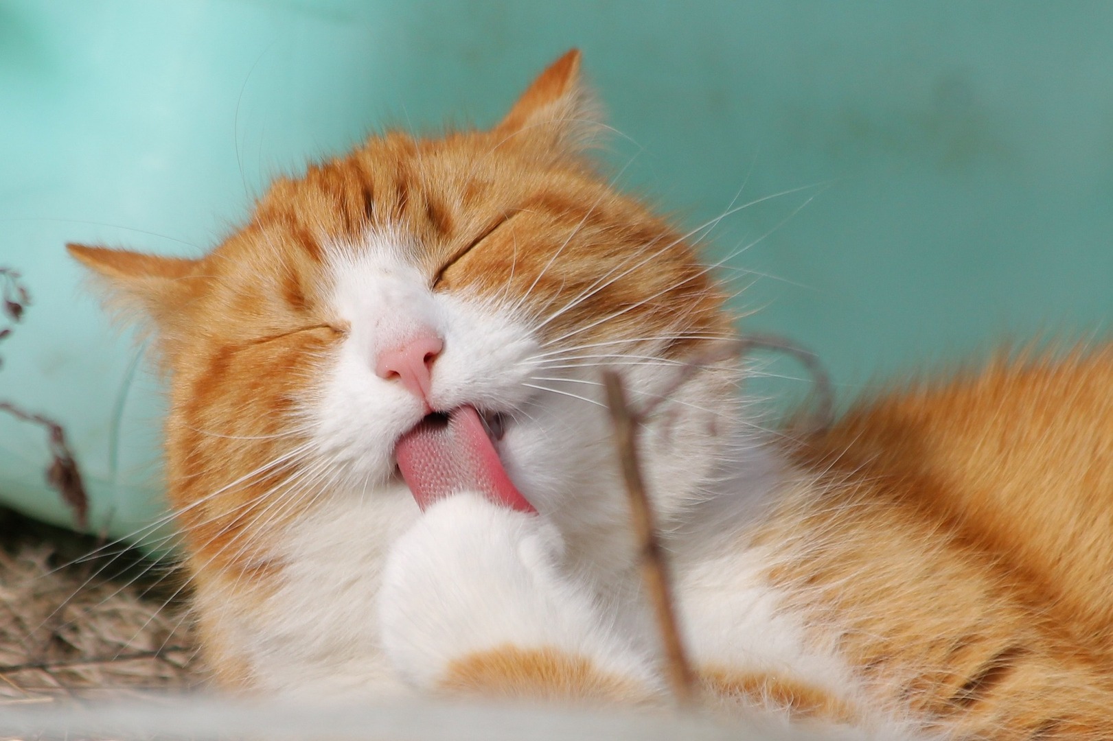 katze zunge