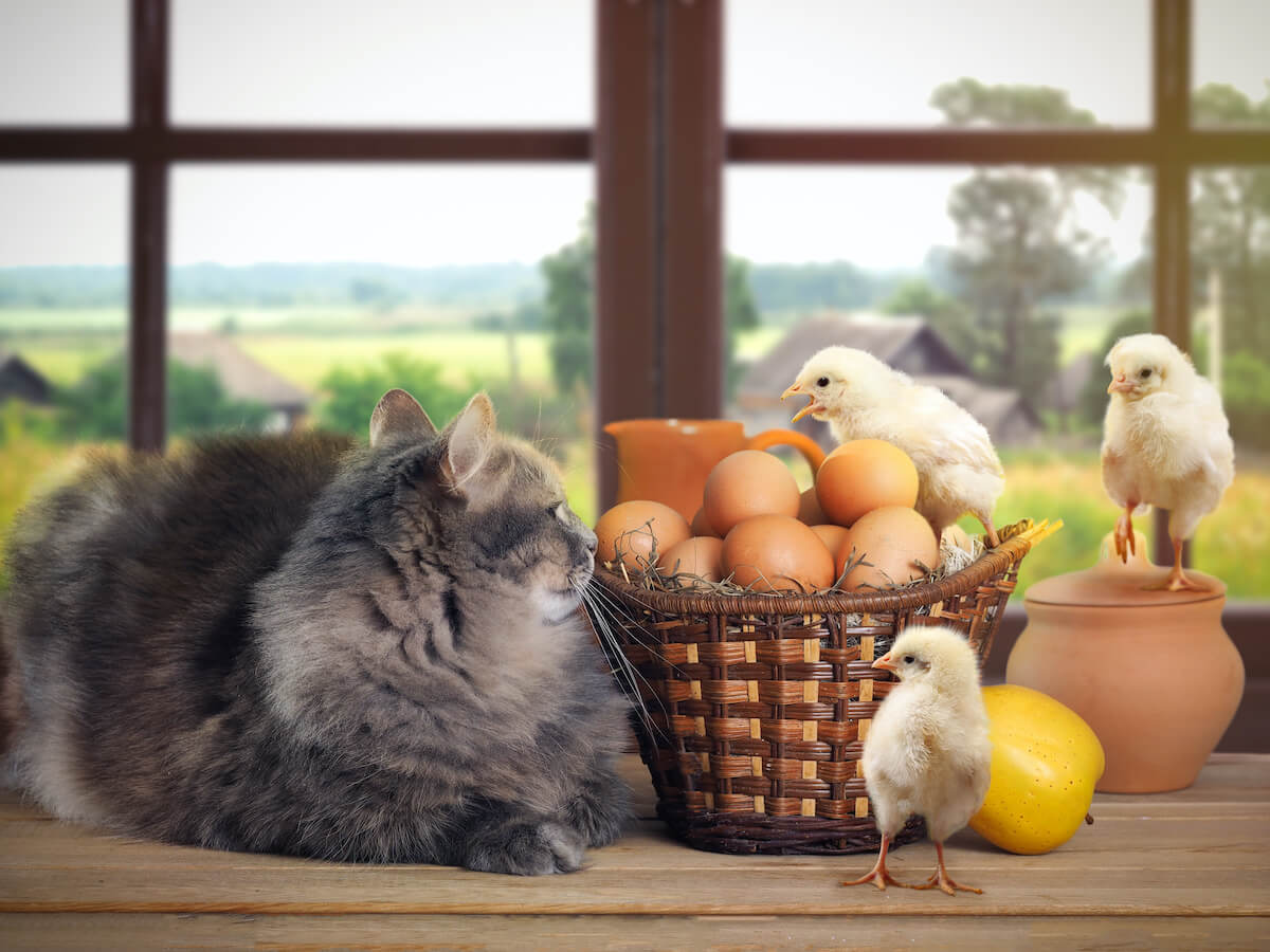 Dürfen Katzen rohes Ei fressen? hier erfährst Du es! Haustierratgeber.de