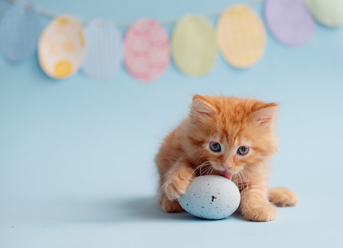 Dürfen Katzen rohes Ei fressen? hier erfährst Du es! Haustierratgeber.de