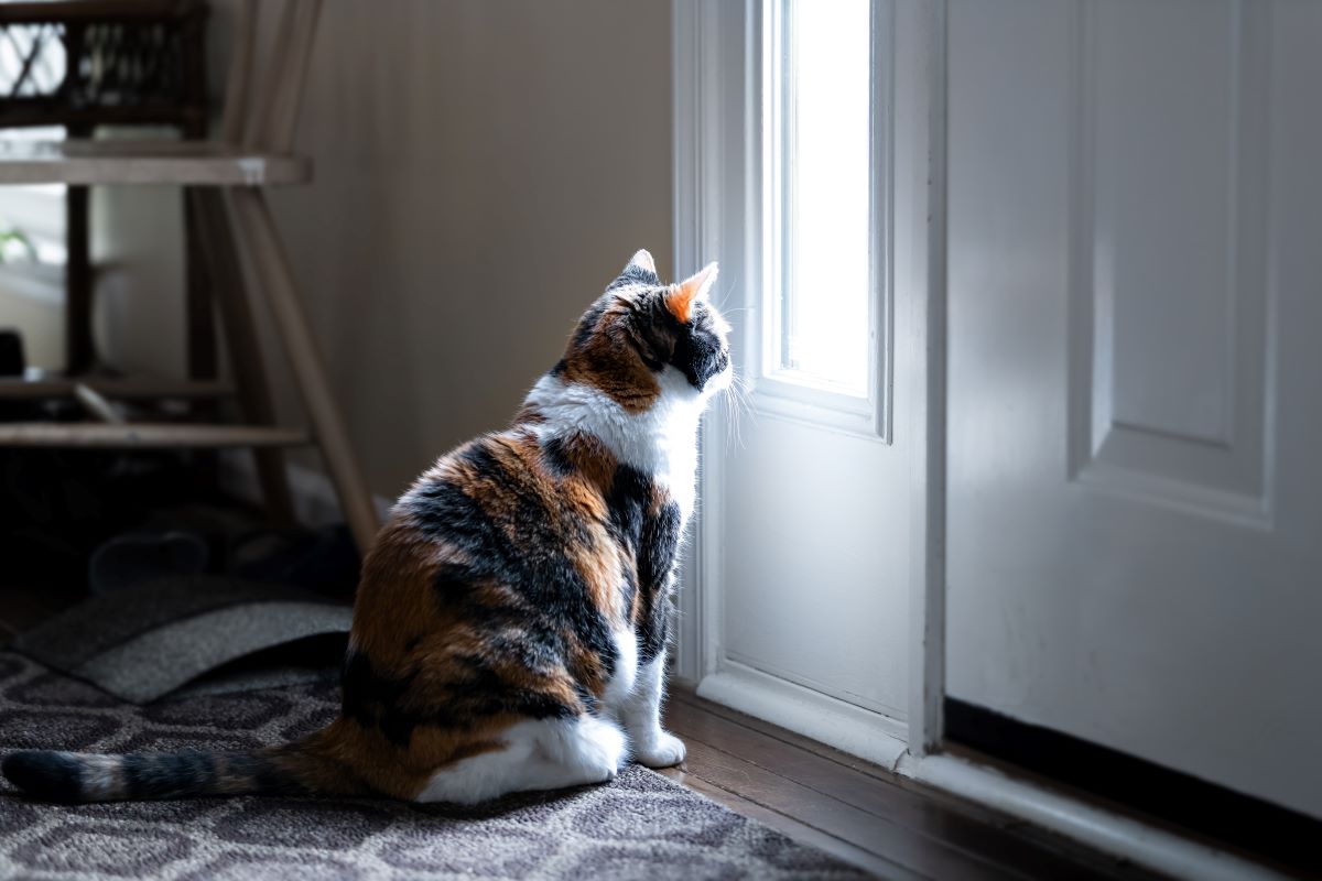 leiden katzen wenn man im urlaub ist 1